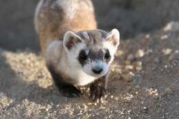 Image of Black-footed Ferret