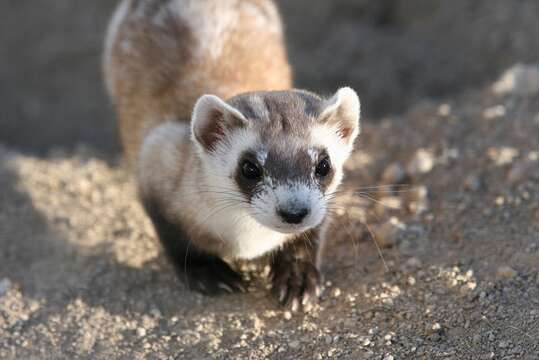 Image of Black-footed Ferret