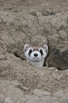 Image of Black-footed Ferret