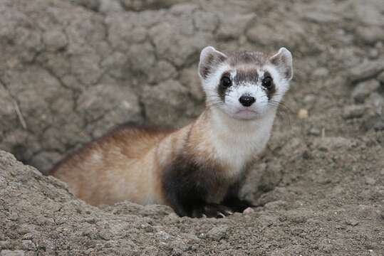 Image of Black-footed Ferret