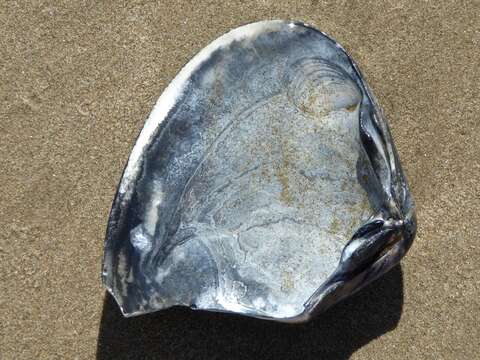 Image of Pismo clam