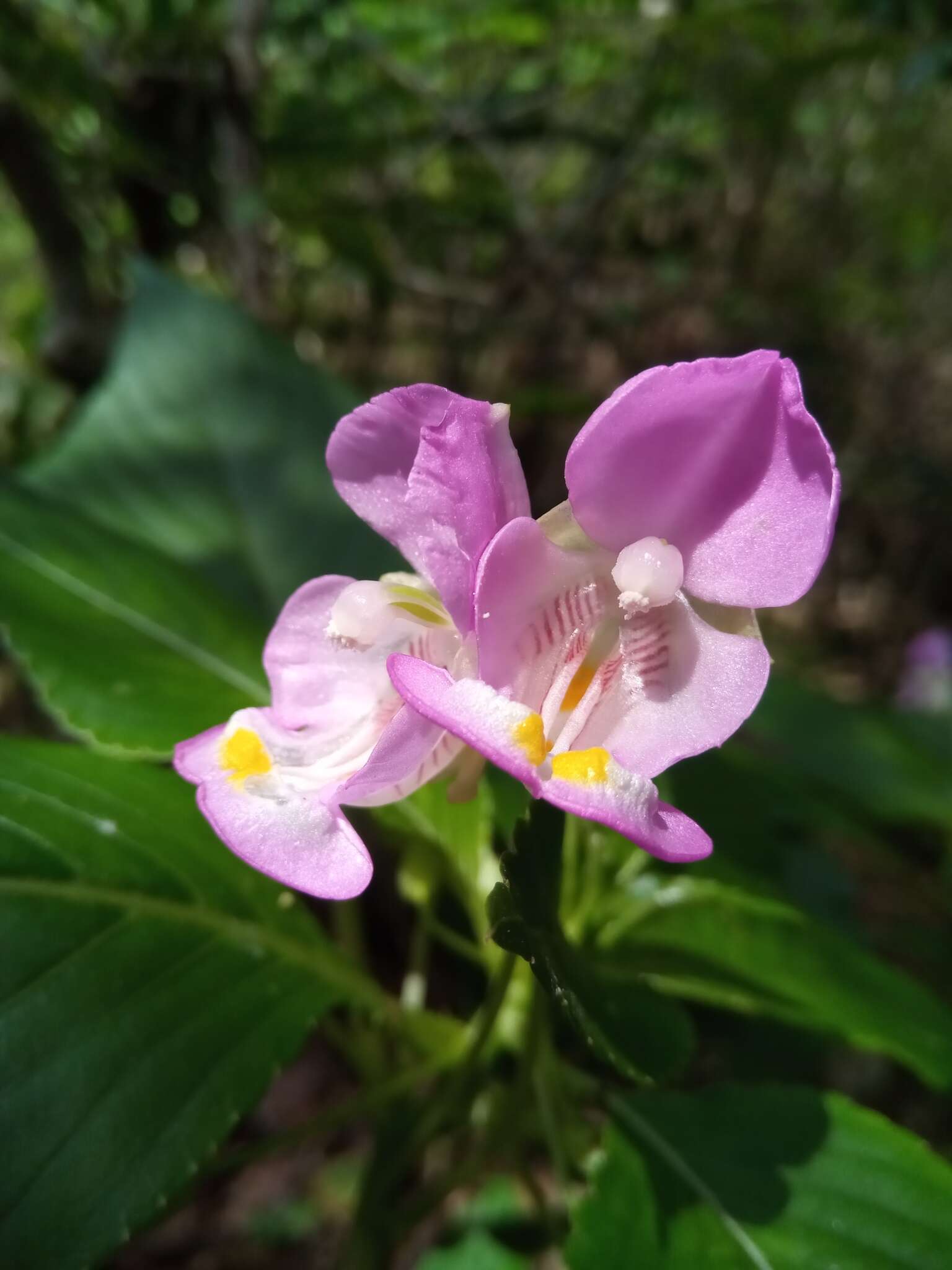 Image of Impatiens tuberosa H. Perrier