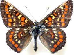 Plancia ëd Euphydryas maturna