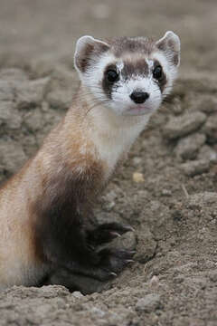 Image of Black-footed Ferret