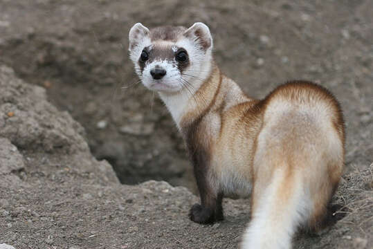 Image of Black-footed Ferret