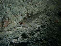 Fusigobius signipinnis Hoese & Obika 1988 resmi