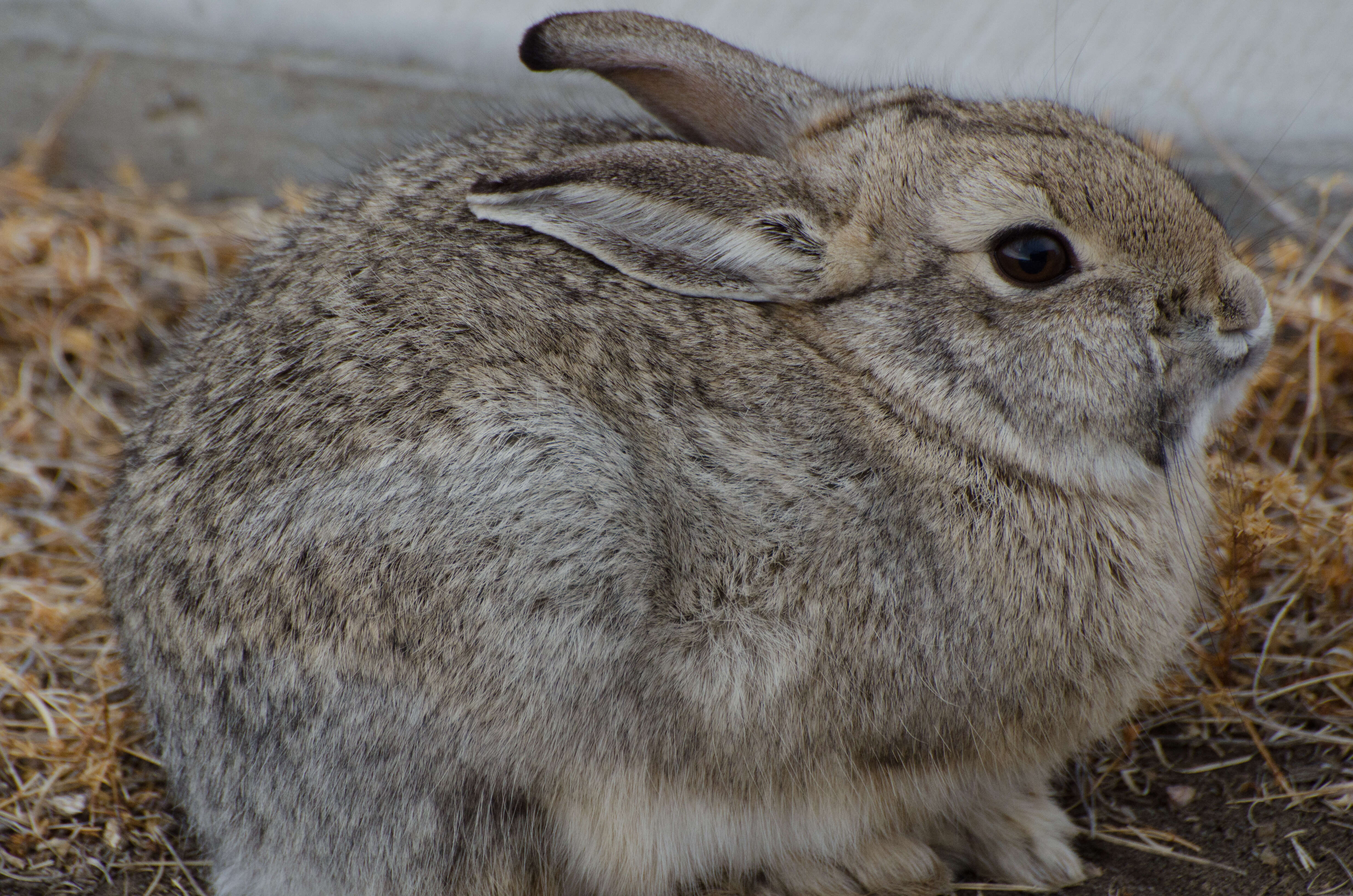 Image of Audubon's Cottontail