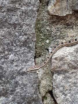 Image of Tropidodryas striaticeps (Cope 1870)