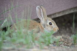 Image of Audubon's Cottontail