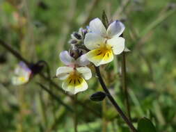 Слика од Viola arvensis Murray