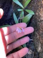 Image of Stenoglottis macloughlinii (L. Bolus) G. McDonald ex J. M. H. Shaw