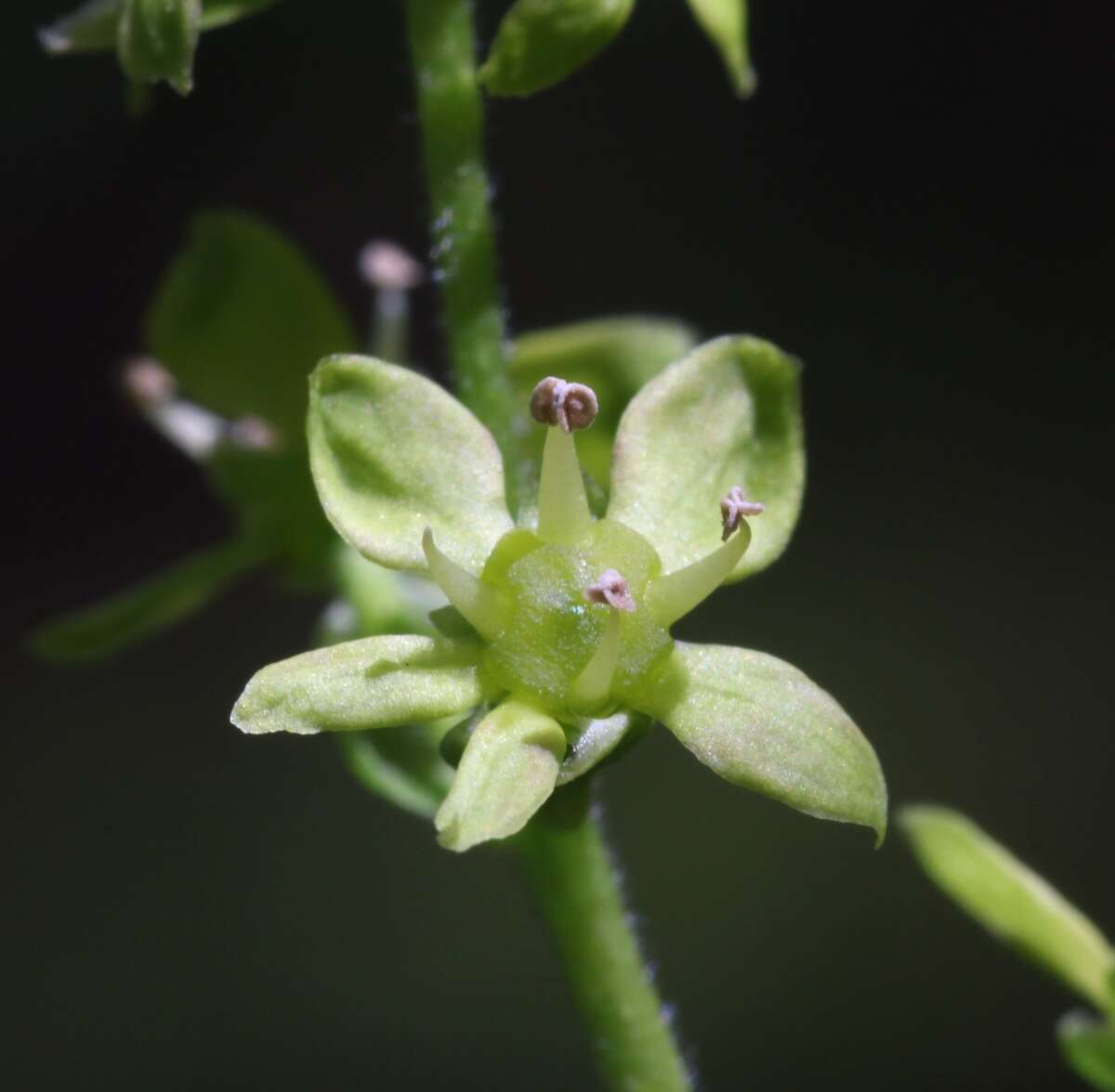 Image of Orixa japonica Thunb.