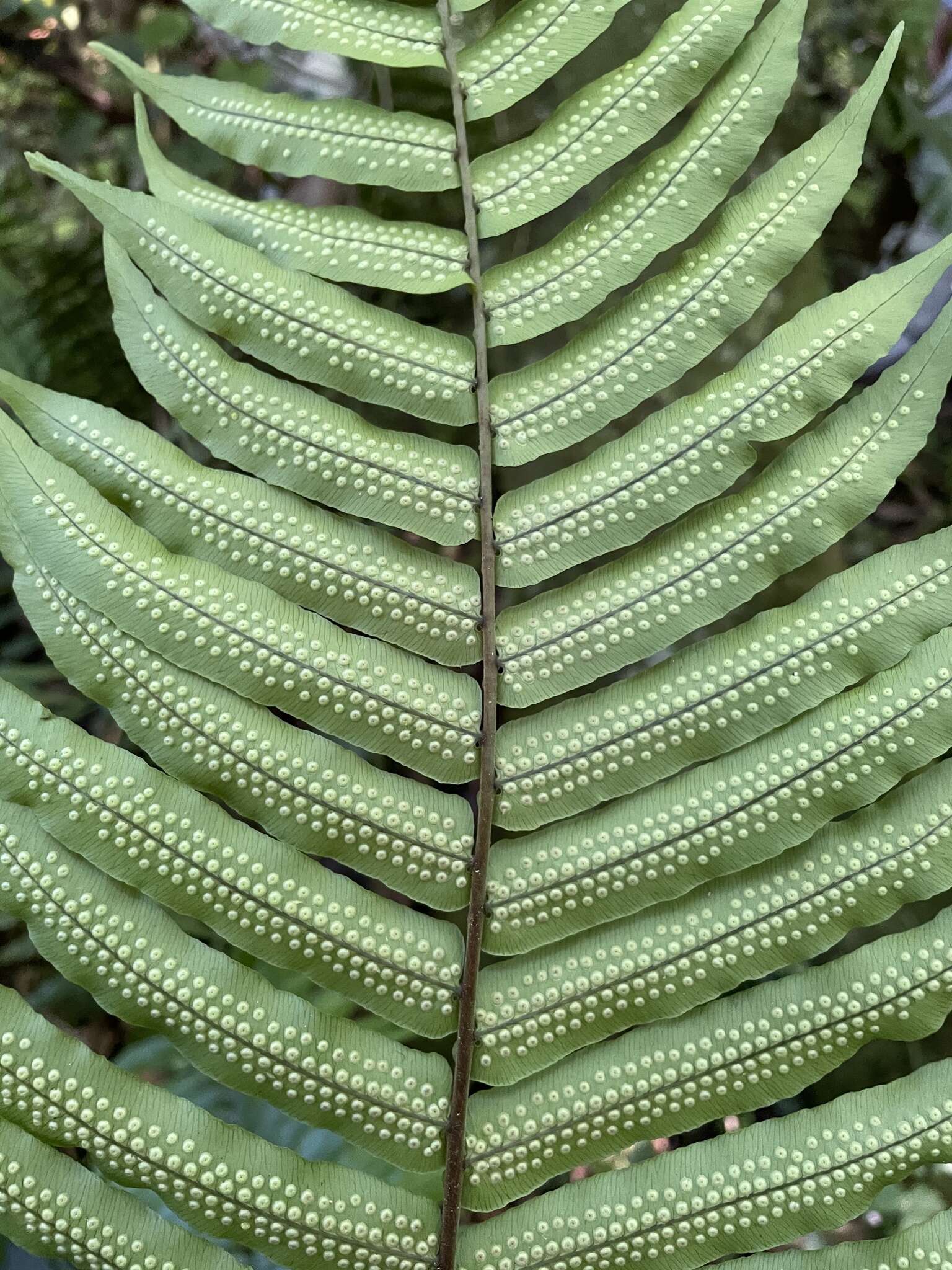 Image of Limestone Fern