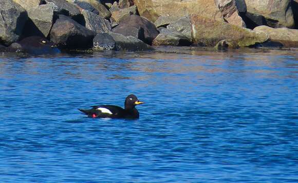 Image of Velvet Scoter