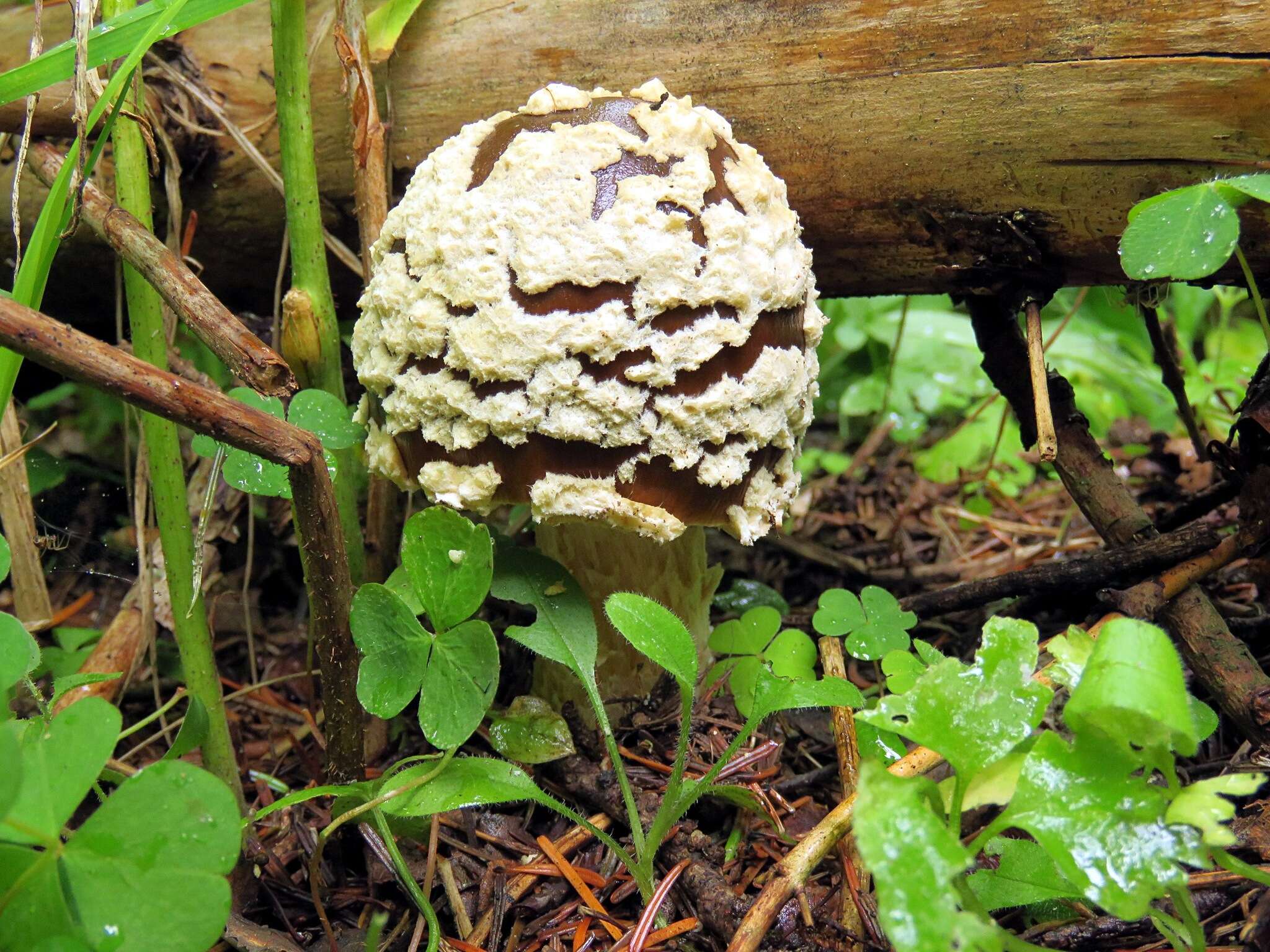 Image of Royal Fly Agaric