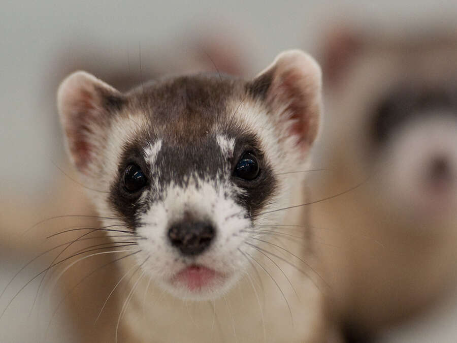 Image of Black-footed Ferret