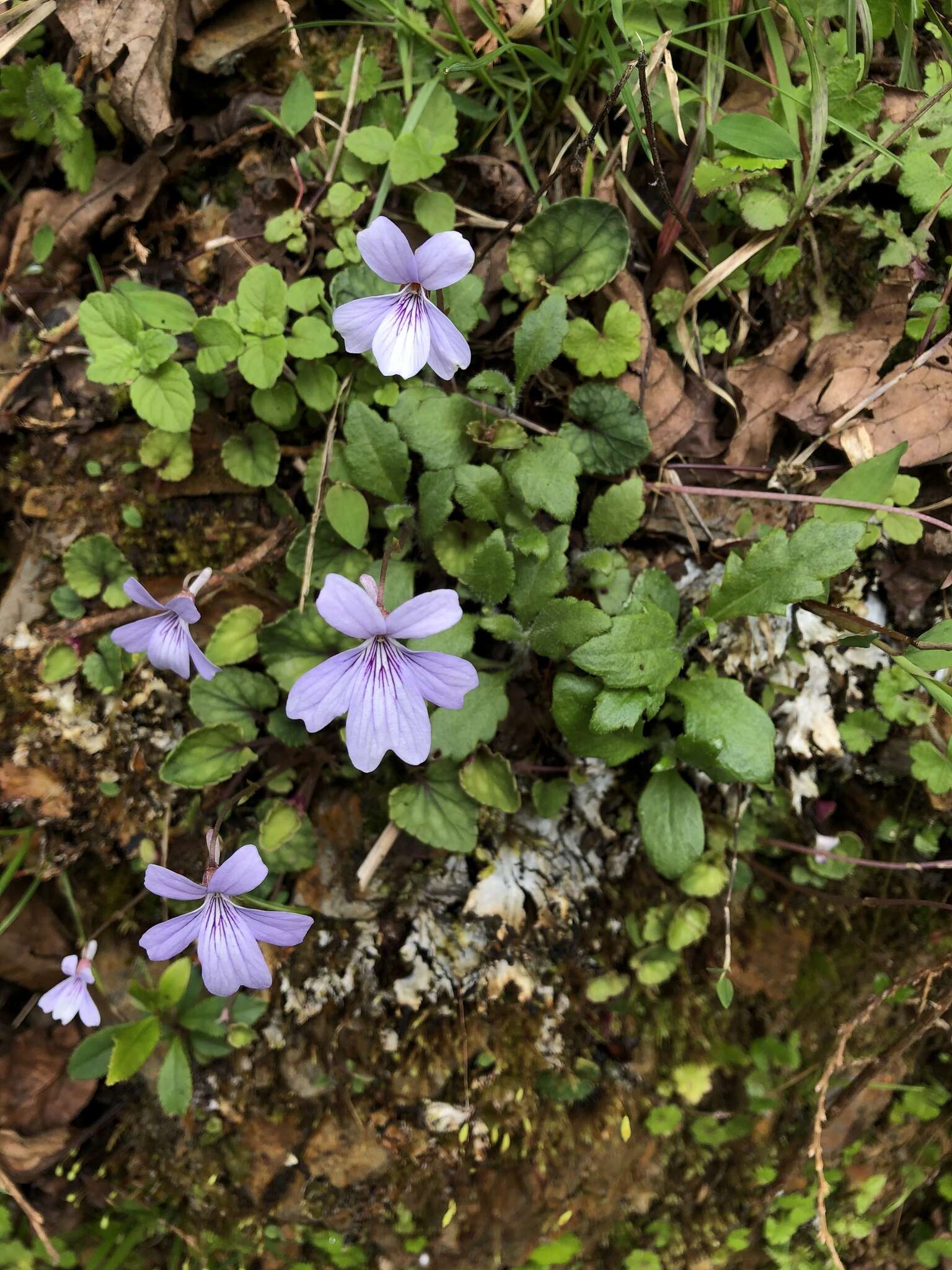 Imagem de Viola formosana Hayata