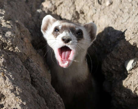 Image of Black-footed Ferret