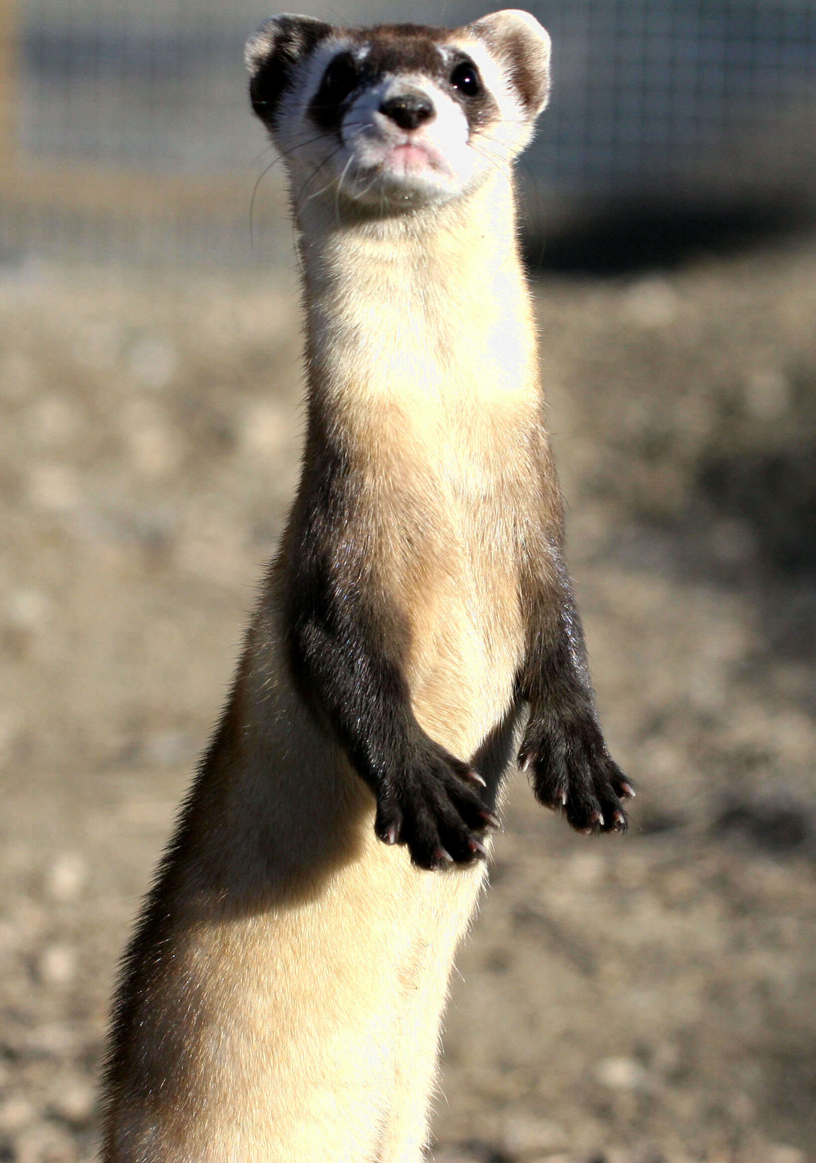 Image of Black-footed Ferret