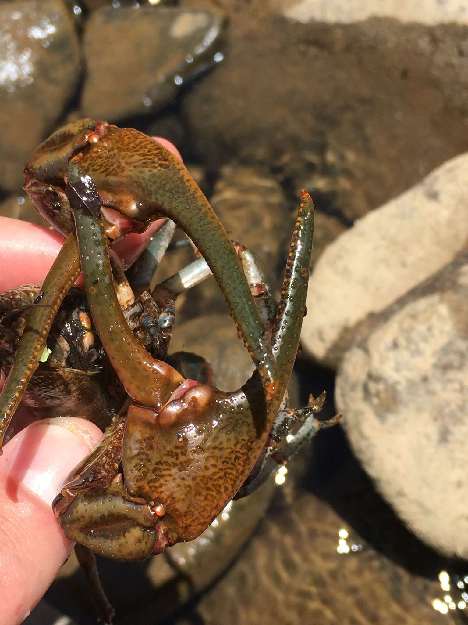 Image of Cambarus chasmodactylus James 1966