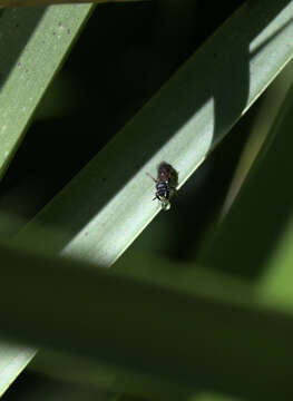 Image of Hylaeus littleri (Cockerell 1918)