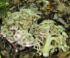 Image of Polyporus umbellatus (Pers.) Fr. 1821