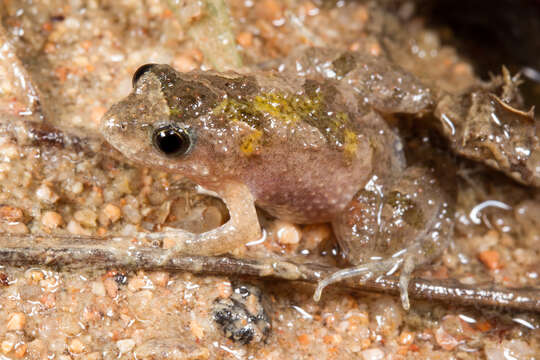 Image of Desert Froglet