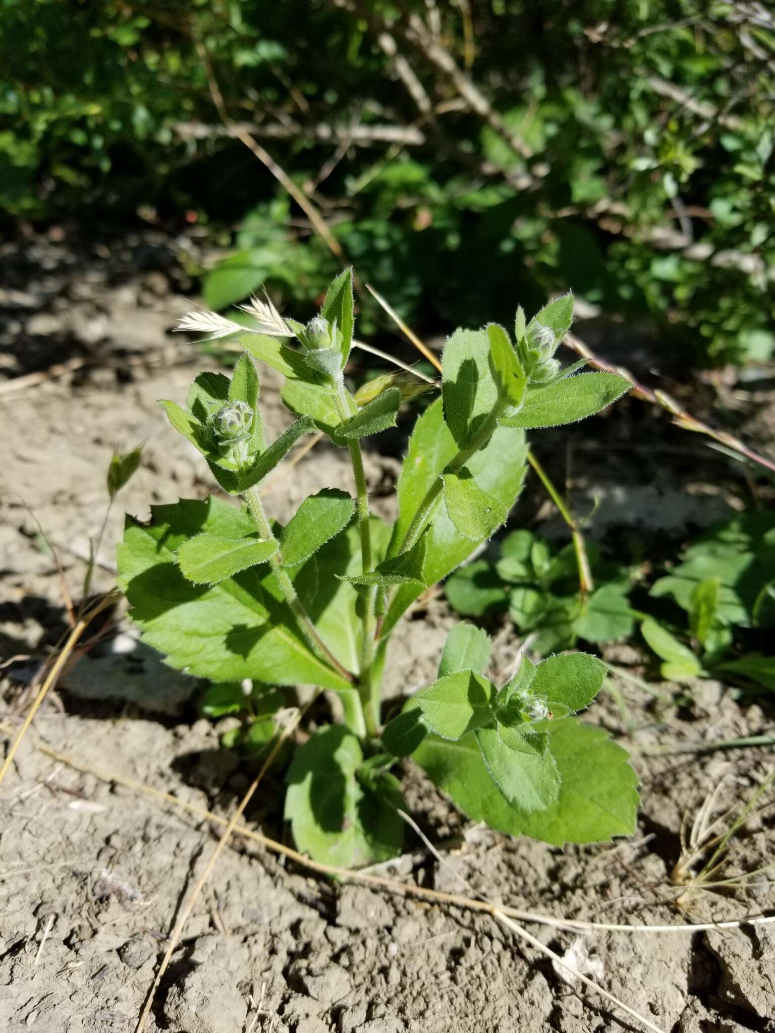 Image of roughleaf aster