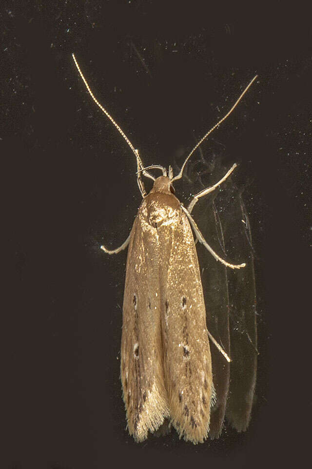 Image of Limnaecia phragmitella Stainton 1851