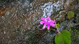 Impatiens scapiflora Heyne resmi