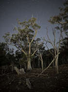 Image of Blakely's Red Gum