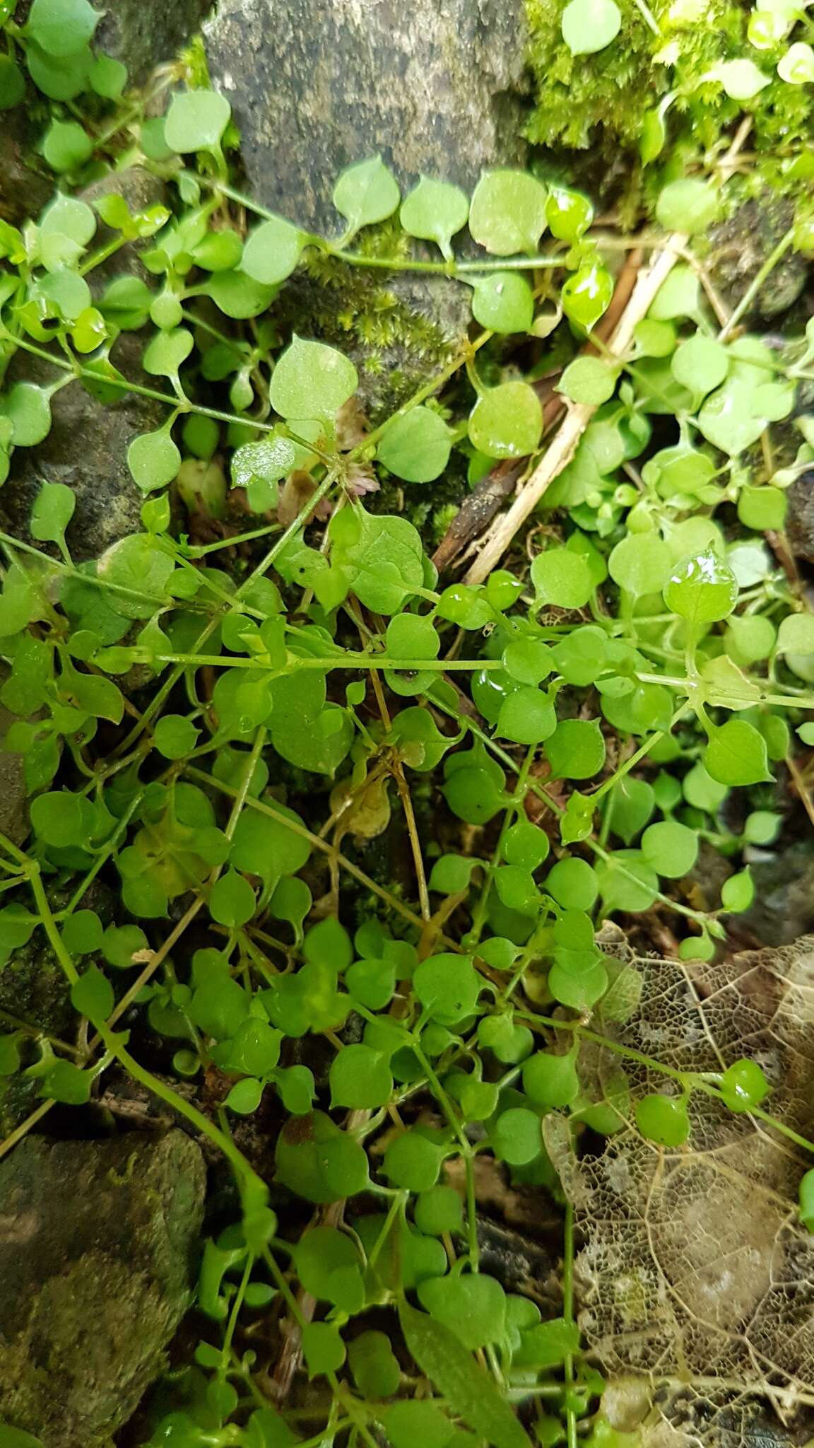 Image of Stellaria parviflora Banks & Soland. ex Hook. fil.