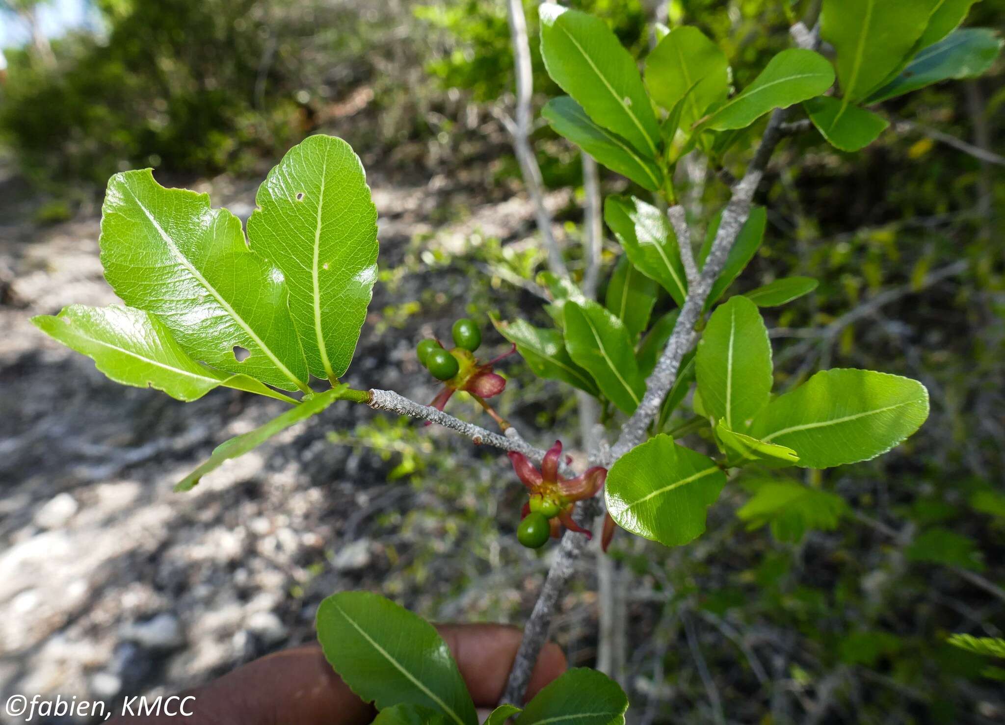 Image of Ochna andravinensis Baill.