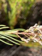 Image of Spatalla racemosa (L.) Druce