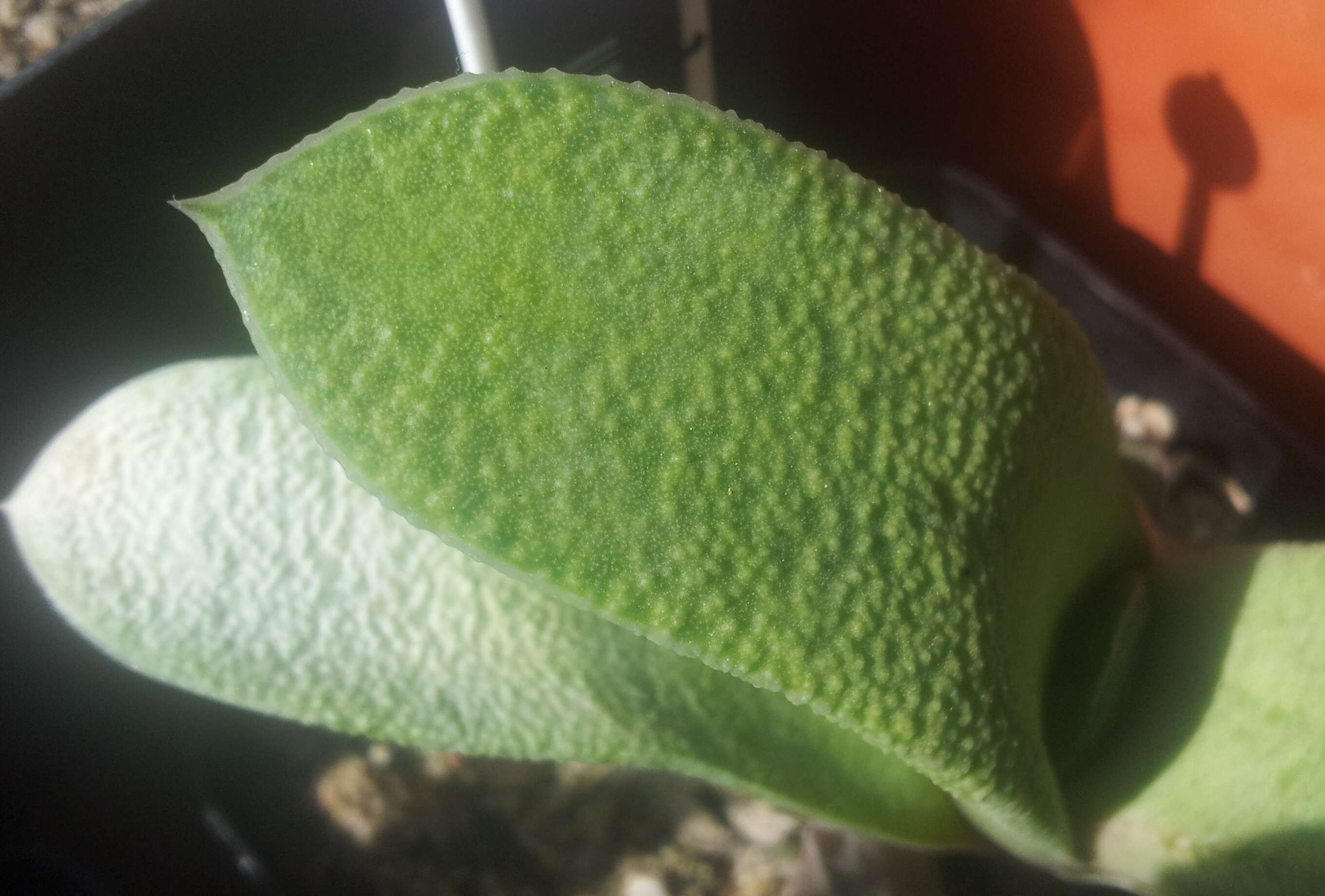 Image of Gasteria glauca van Jaarsv.