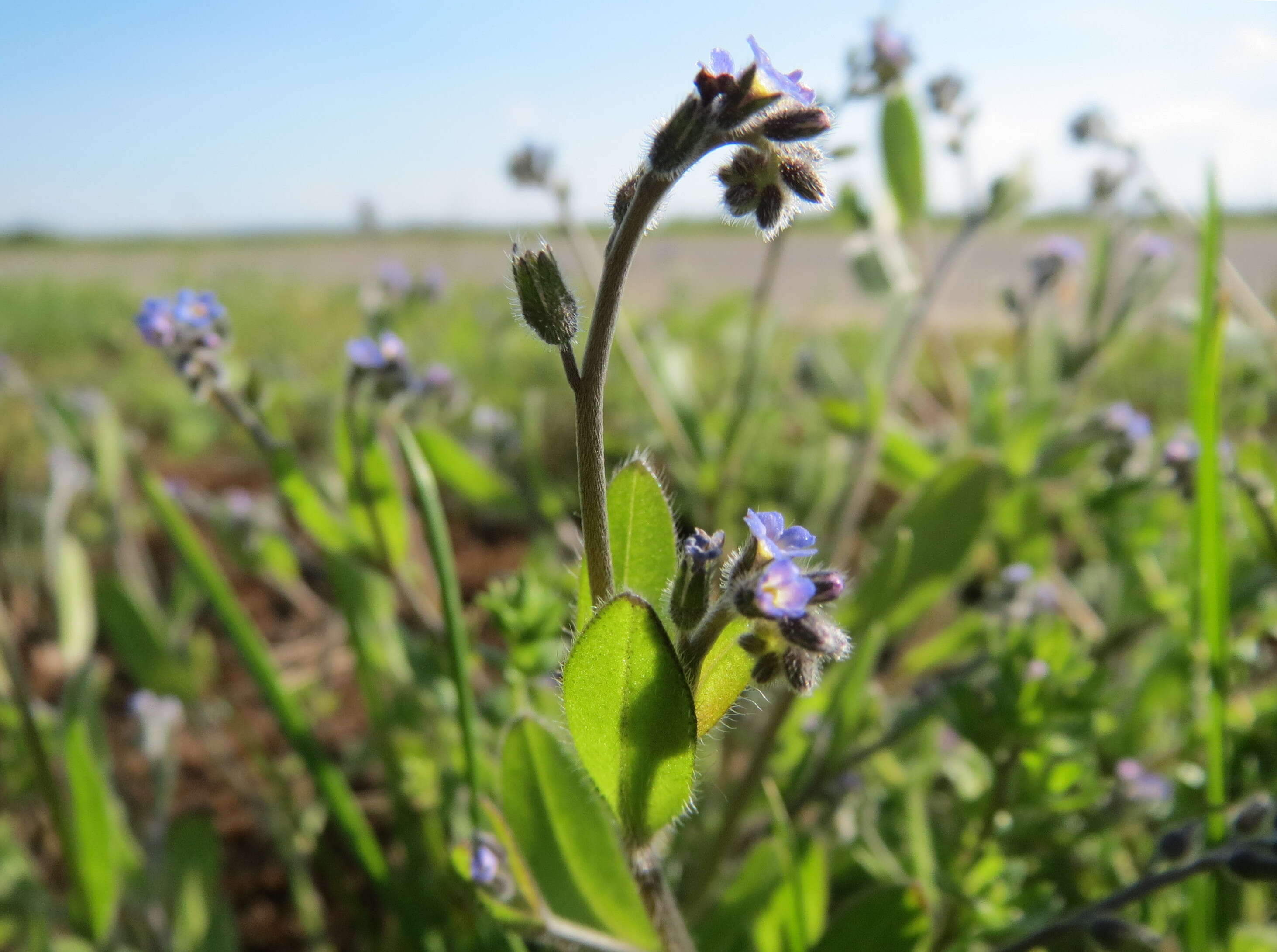 Image of strict forget-me-not