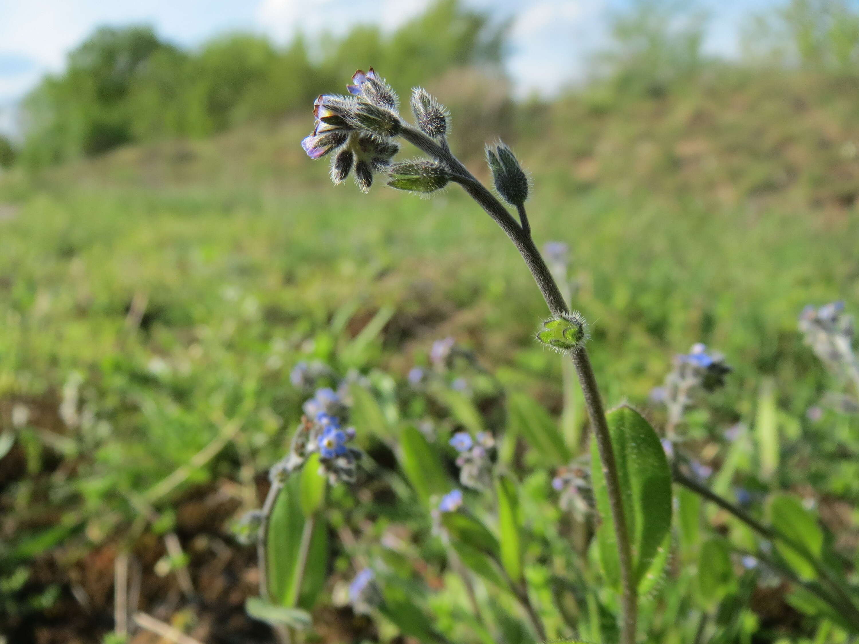 Image of strict forget-me-not