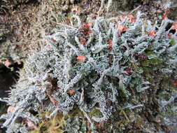 Image of Cladonia polydactyla (Flörke) Spreng.