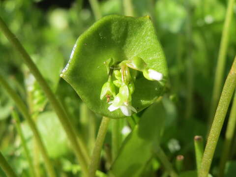 Image of Indian lettuce