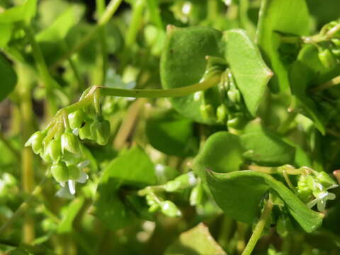 Image of Indian lettuce