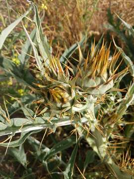 Image of Cynara cardunculus subsp. flavescens A. Wiklund