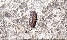 Image of Pillbug