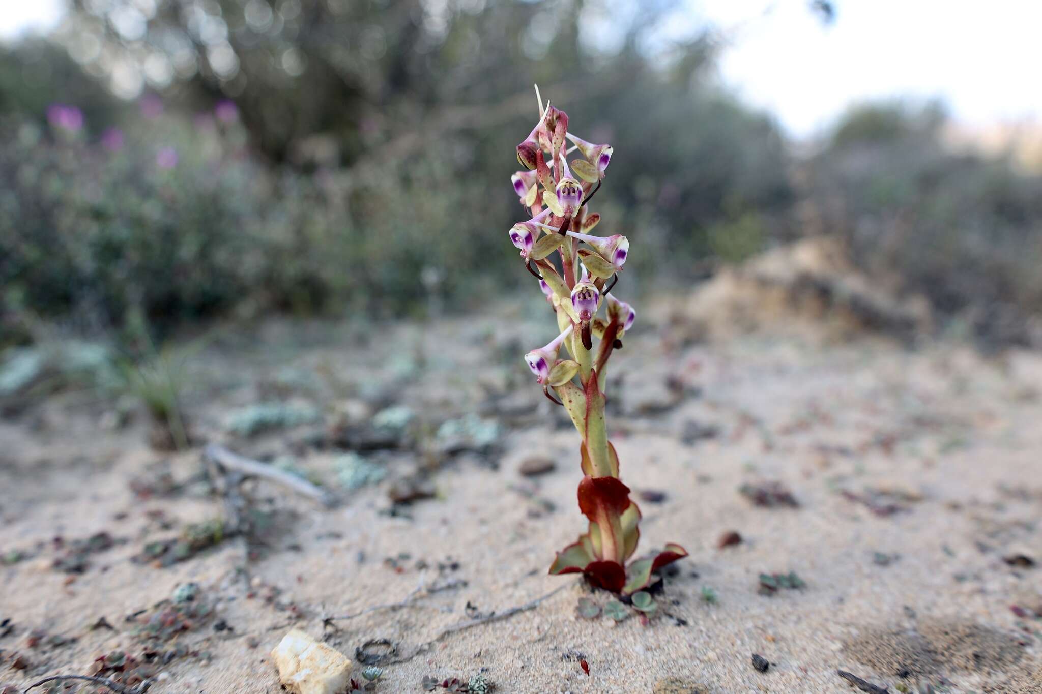 Image of Disa ovalifolia Sond.