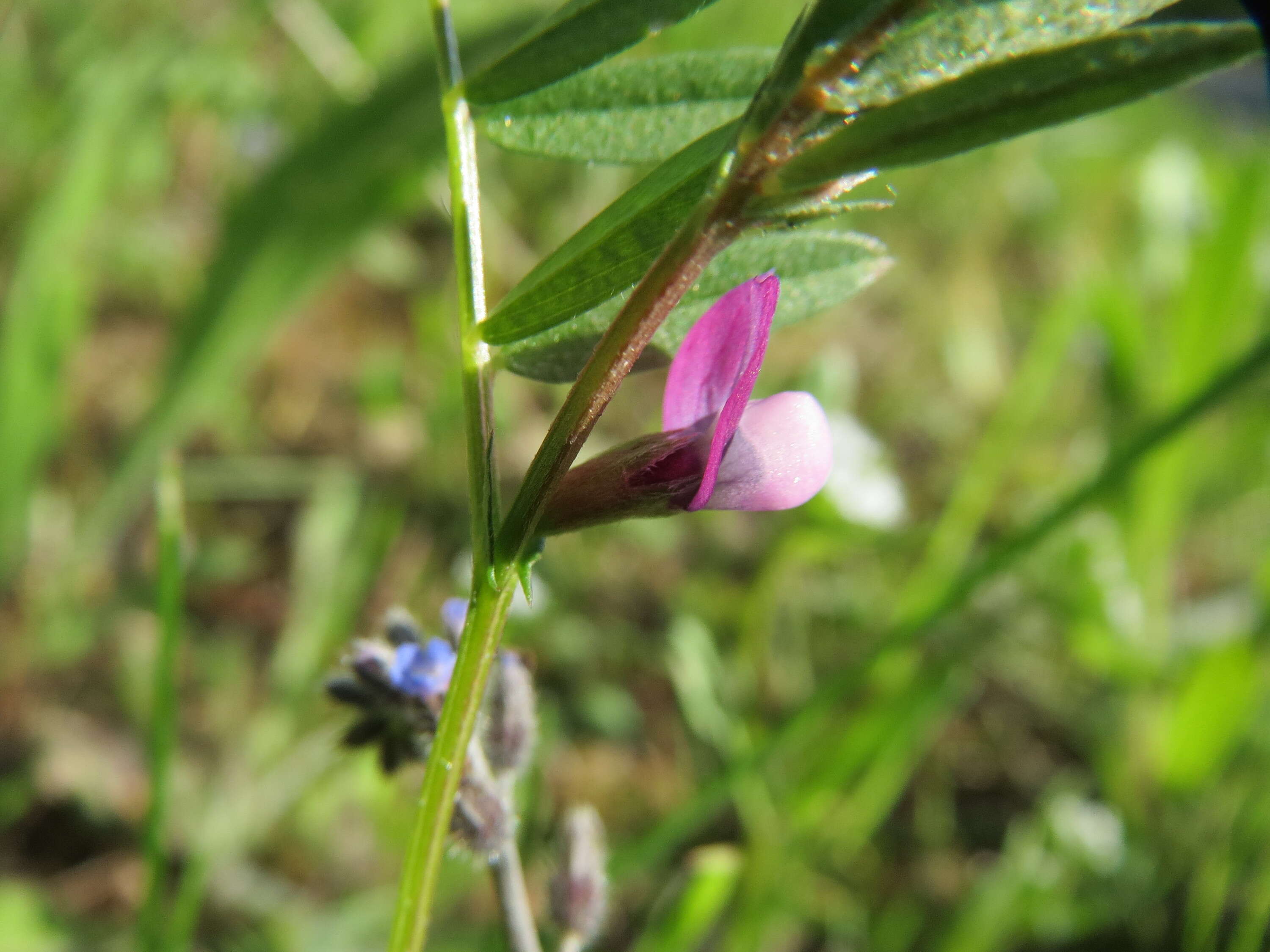 Imagem de Vicia lathyroides L.