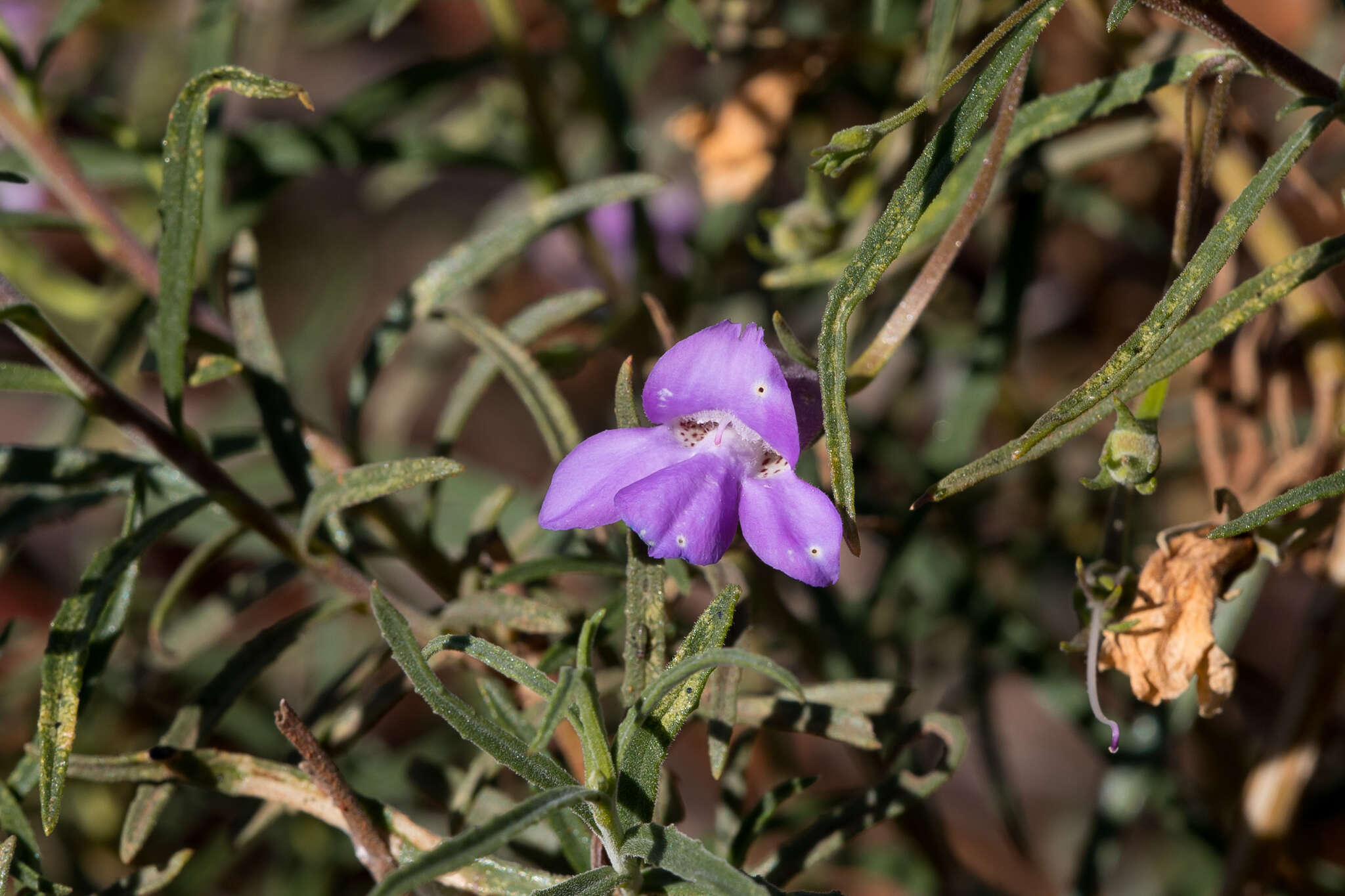 Imagem de Eremophila gilesii F Muell.