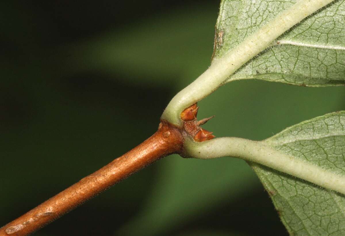 Imagem de Dipelta floribunda Maxim.