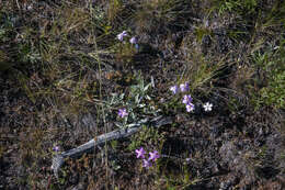 Imagem de Phlox sibirica L.