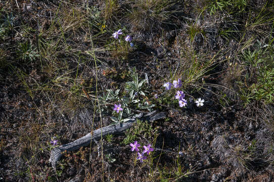 Image of Siberian phlox