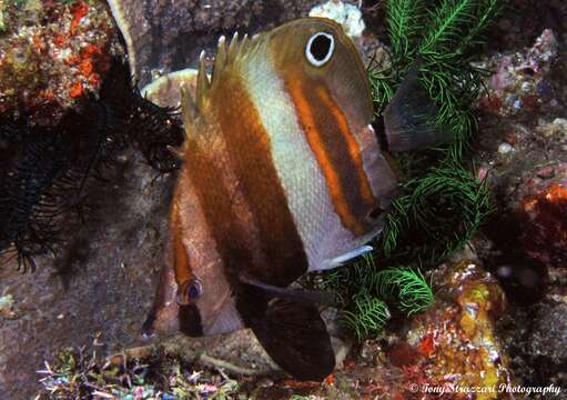 Image of Two Spot Coralfish