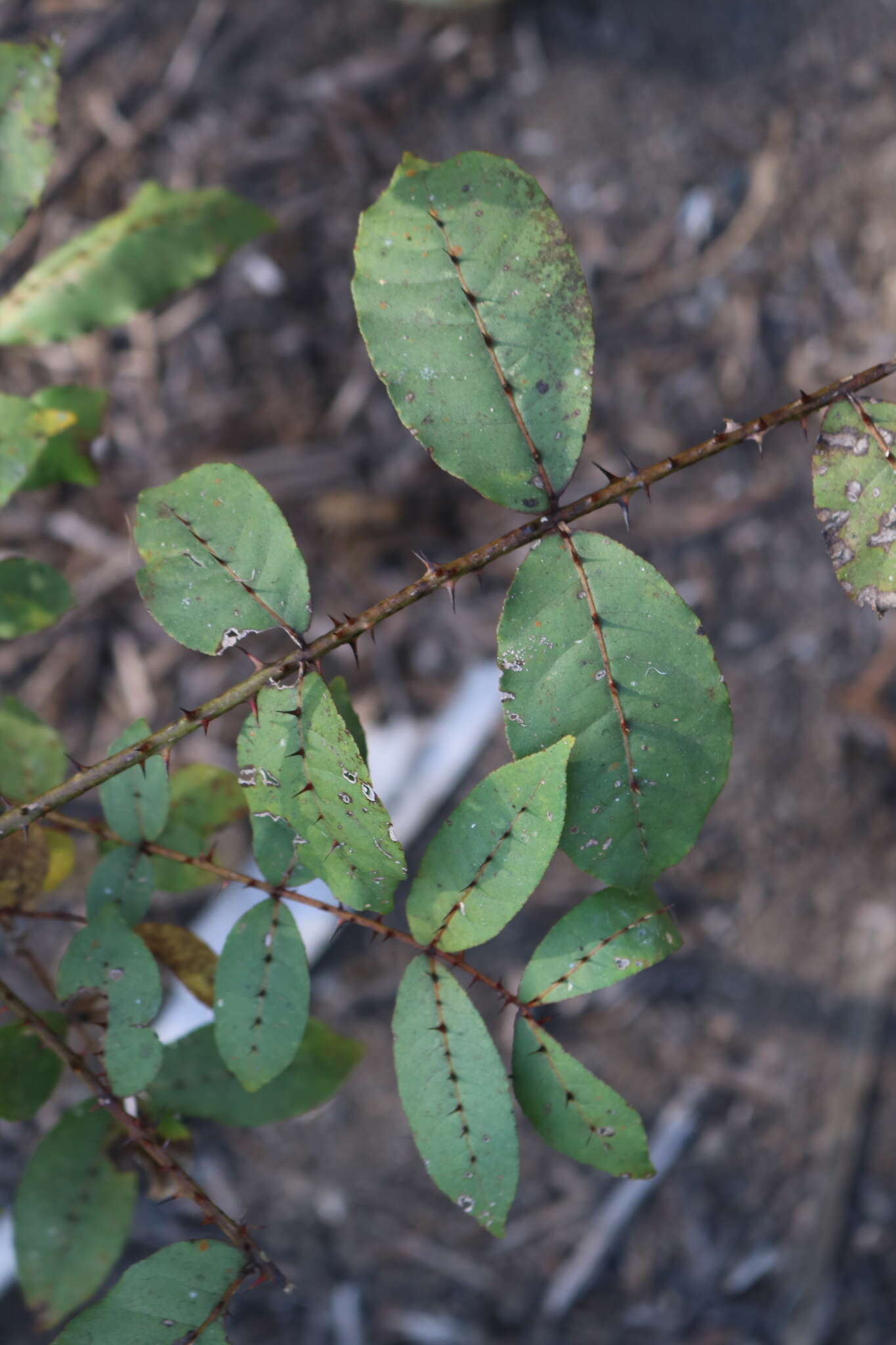 Image of Zanthoxylum tsihanimposa H. Perrier